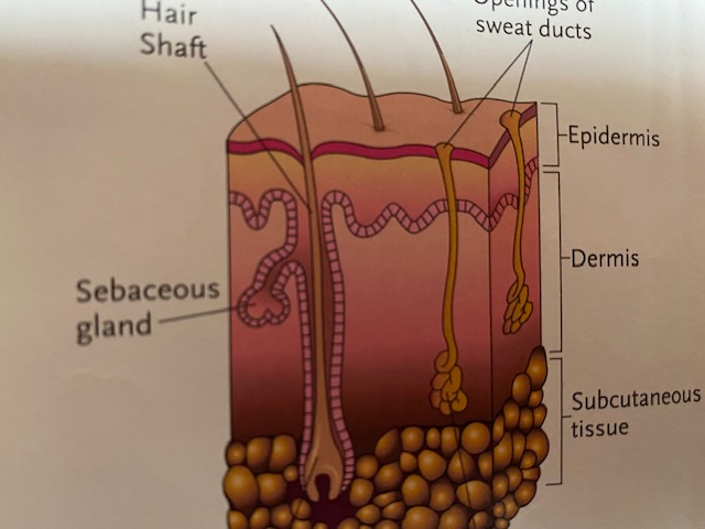 Stages Of Pressure Injuries HealthWrite Training Academy