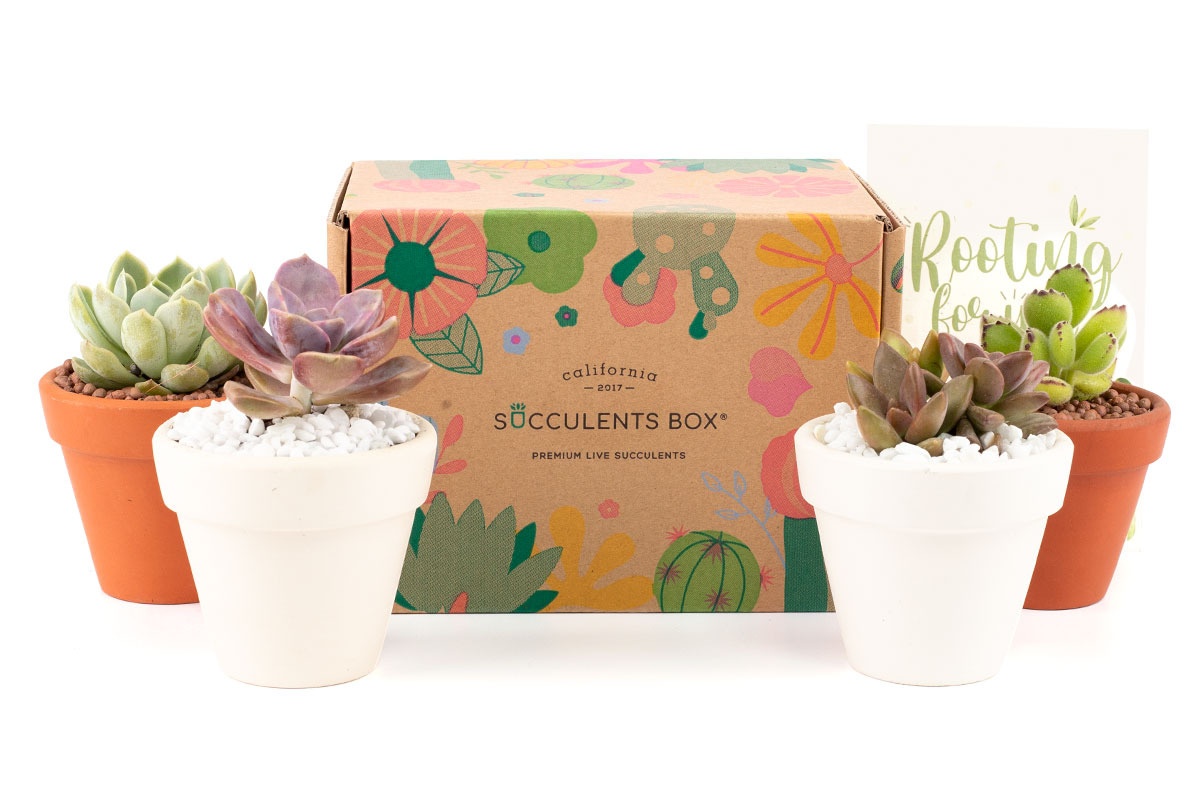 succulents subscription, succulents subscription box, indoor plants subscription, succulent plants subscription