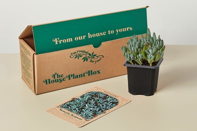 A house plant succulent monthly subscription box is an exciting and convenient service that brings the joy of gardening and greenery 