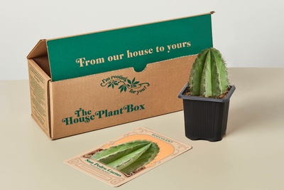 Cactus Box Photo 1