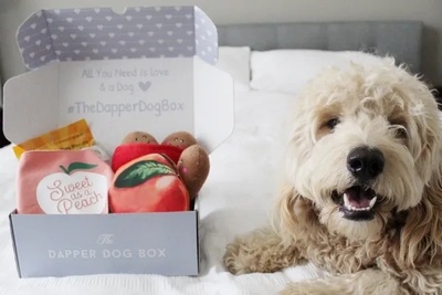 The Dapper Dog Box Photo 1