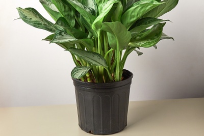 The 10" Large House Plant Monthly Subscription box is a fantastic and convenient service that caters to plant enthusiasts