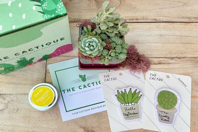 The Cactique Boutique Box Photo 1
