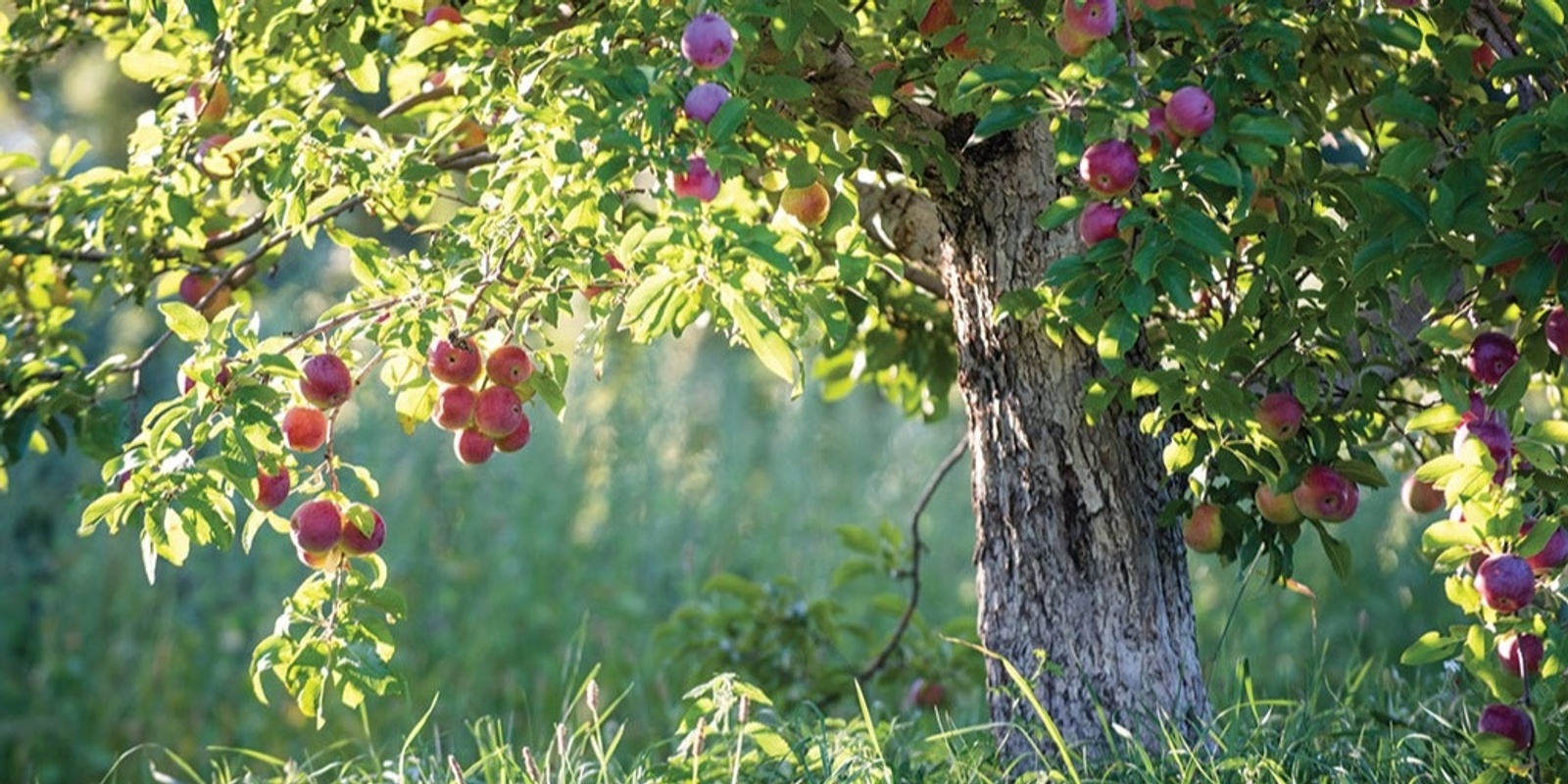 Heirloom Apple And Plum Planting Including Grafting And Exploring Acid