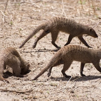 tourhub | Akondo Adventures | Extremely Impressive Tanzania Safari 