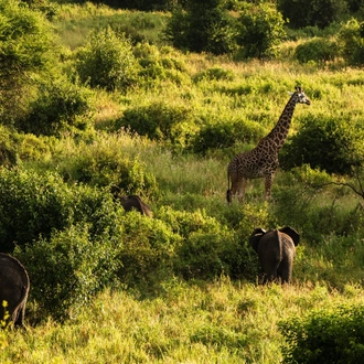 tourhub | Beach and Safari Holidays | 7 Days of Wildlife Wonders 