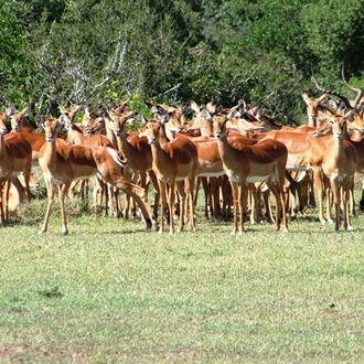 tourhub | Frenzy Adventures Limited | Big Five Safari 