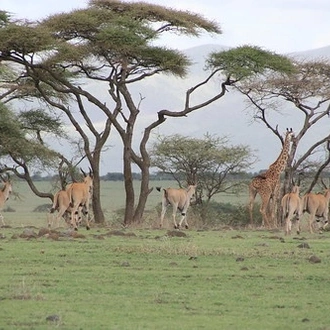 tourhub | Widerange African Safaris | 2 days Tanzania  Camping Group Sharing safari package 