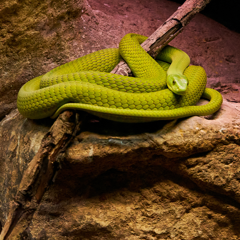 The Green Mamba - Top Common Snake Species in South Africa 