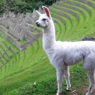 tourhub | Alpaca Expeditions | Short Inca Trail Hike 2 Days to Machu Picchu 