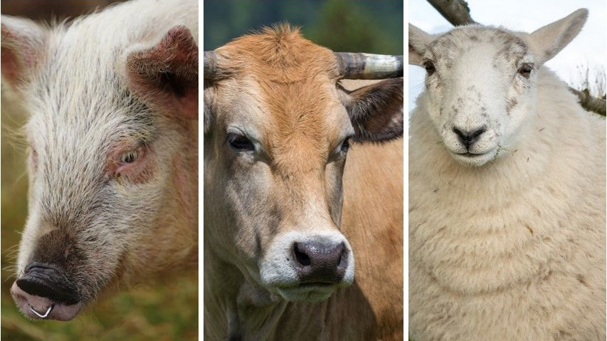 Training representation : Responsable en protection animale en
abattoir espèces bovine, ovine et porcine