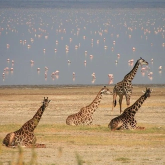 tourhub | Gracepatt Ecotours Kenya | 5 Days Lake Nakuru, Lake Elementaita & Masai Mara Wildlife Safari 
