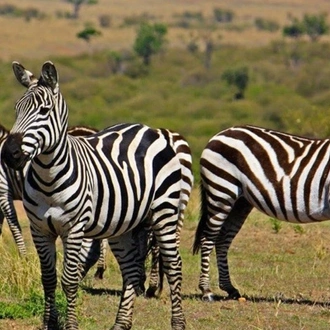 tourhub | Spider Tours And Safaris | 3 Days Tanzania Mid-Range Lodge Safari 