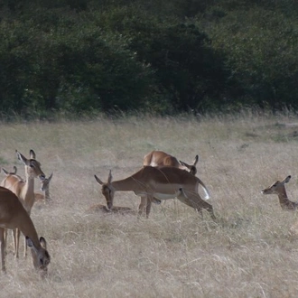 tourhub | Bencia Africa Adventure & Safaris Ltd | 4-Day Masai Mara - Luxury Private Jeep Safari 