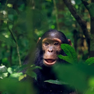 tourhub | Explore! | Uganda Gorilla and Chimp Safari 