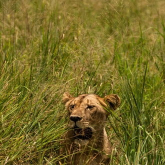 tourhub | Beach and Safari Holidays | Classic Drive Safari Tarangire & Ngorongoro Crater 