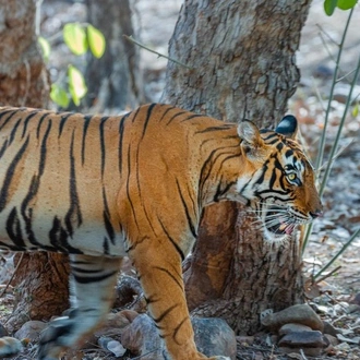 tourhub | Tweet World Travel | Golden Triangle Tour With Ranthambhore 