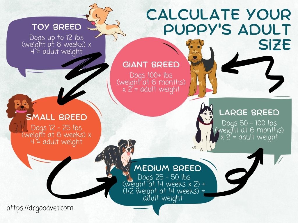 Calculate Your Puppy's Adult Size