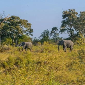 tourhub | Intrepid Travel | Okavango & Beyond 