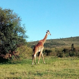 tourhub | Gracepatt Ecotours Kenya | 13 Days Kenya Wildlife Safari Trail on 4xx4 Land Cruiser Jeep 