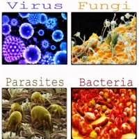 Parasite + Mold + Bacteria Scan 