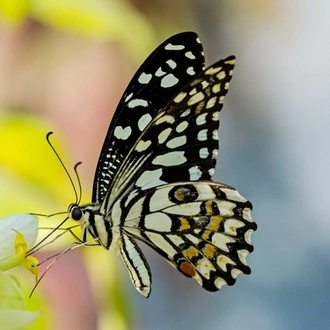 tourhub | Adventure Himalayan Travels & Treks | Butterfly Watching Tour 