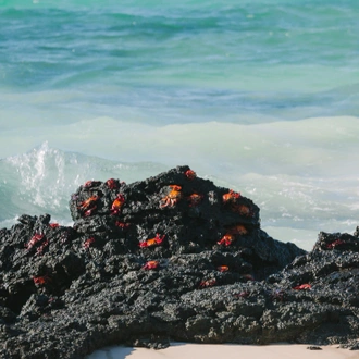 tourhub | Intrepid Travel | Galapagos Encounter: Central Islands (Grand Queen Beatriz) 