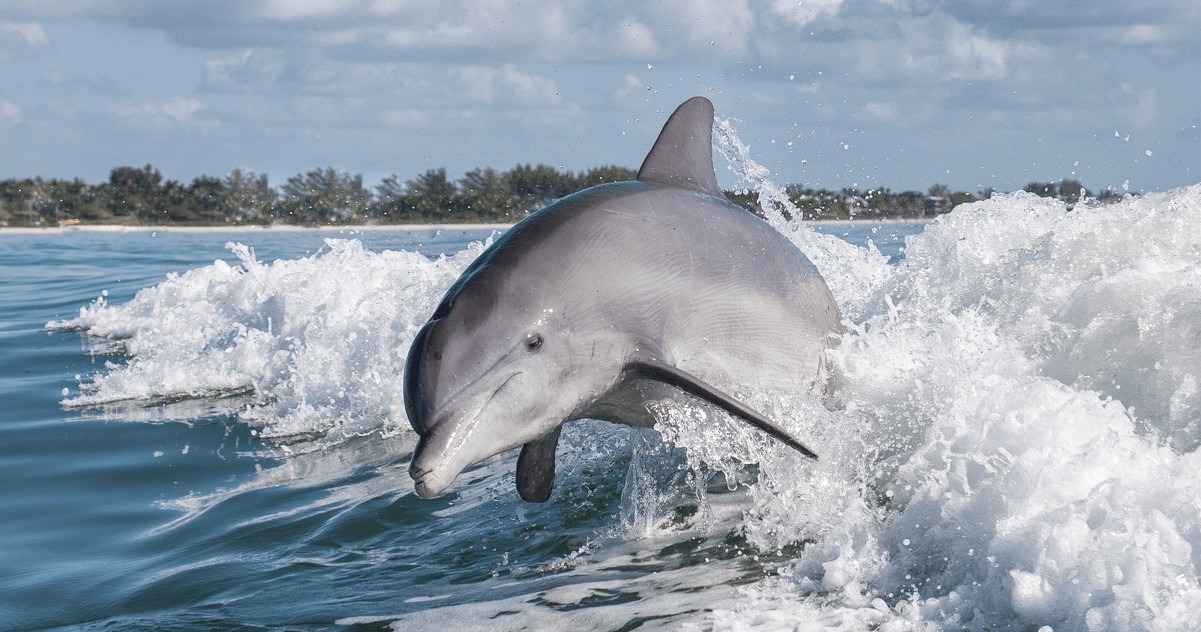 Dolphin Tour