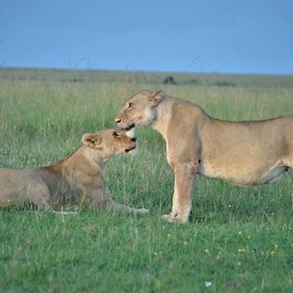 tourhub | Royal Private Safaris | 7 DAYS SUN, BUSH AND BEACH LUXURY KENYA SAFARI 