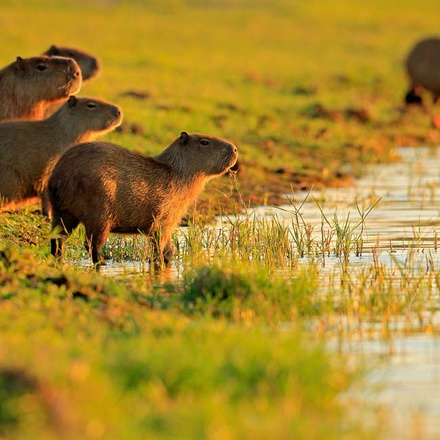 Capybara in the Pantanal