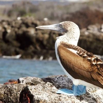 tourhub | On The Go Tours | Galapagos Encompassed - 17 days 