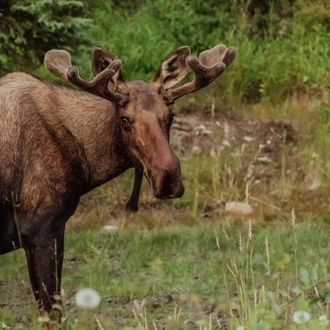 tourhub | Omega Tours | Alaska Explorer 