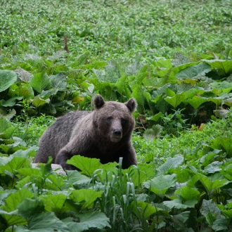 tourhub | Exodus Adventure Travels | Carpathian Walking & Bears 