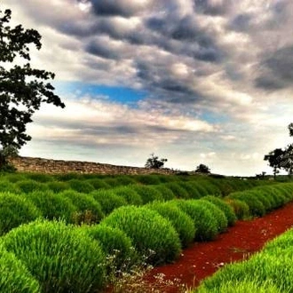 tourhub | UTracks | Istria on Foot 