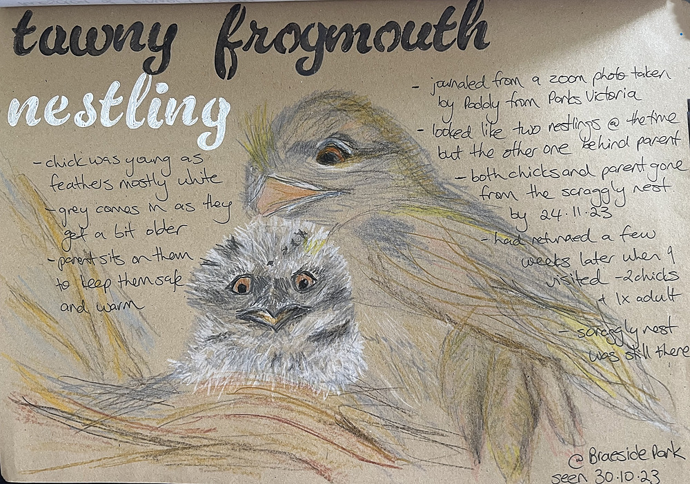 nature journal page - tawny frogmouth nestling