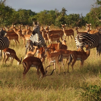 tourhub | Serengeti Access Safaris | 3 Days Mikumi national Park 