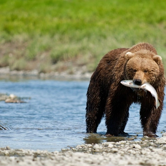 tourhub | Exodus Adventure Travels | Alaska Wildlife & Wilderness 