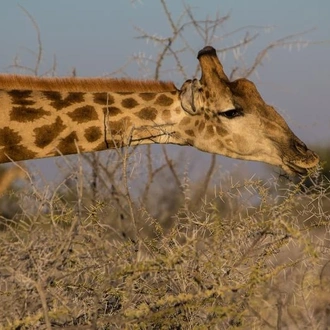 tourhub | Chameleon Safaris Namibia | 3 Day Etosha Express Accommodated Safari 