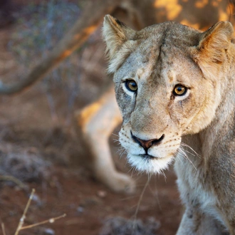 tourhub | G Adventures | Southern Africa: National Parks of Zimbabwe & Kruger Wildlife Tracking 