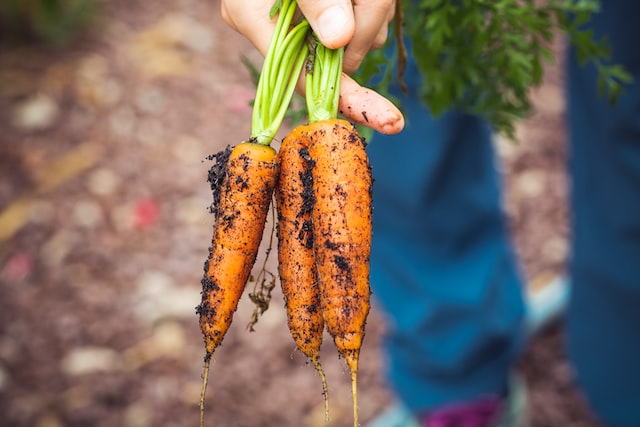 12 Easy Garden Vegetables to Grow at Home