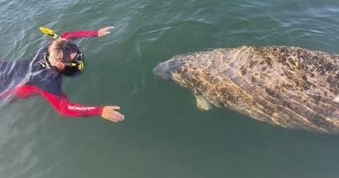 Manatee Swim Tour