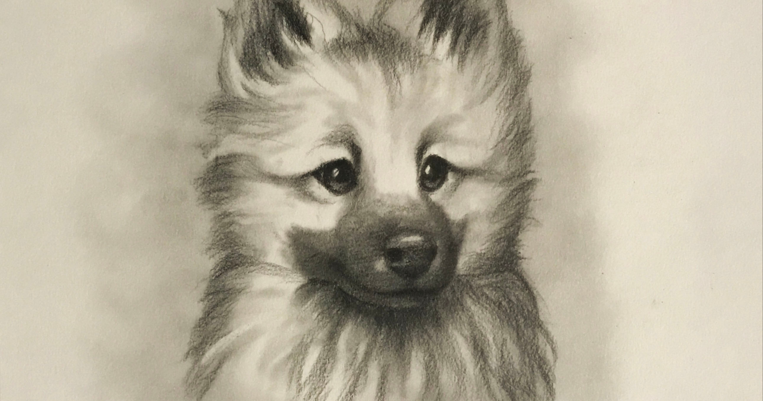 Sketching: Learn How to Sketch a Dog - Eurasier