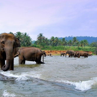 tourhub | Indus Travels | Treasures of Sri Lanka 