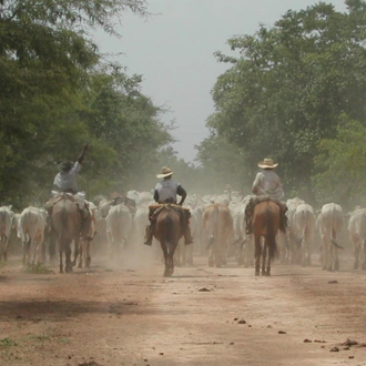 tourhub | Etours Brazil | Northern Pantanal round trip: Chapada dos Guimarães - Nobres - Pantanal - Jaguar safari 