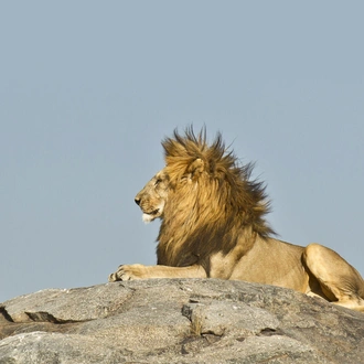 tourhub | Indus Travels | Simba Safari 