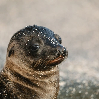 tourhub | Intrepid Travel | Galapagos Encounter: Central Islands (Grand Queen Beatriz) 