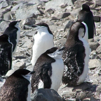 tourhub | Collette | Journey to Antarctica: The White Continent aboard the National Geographic Resolution 