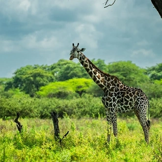 tourhub | Beach and Safari Holidays | 9 DAYS ZANZIBAR & SELOUS / NYERERE NP 