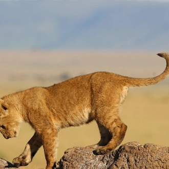 tourhub | Royal Private Safaris | 8 Days Bush To Beach Kenya Safari 