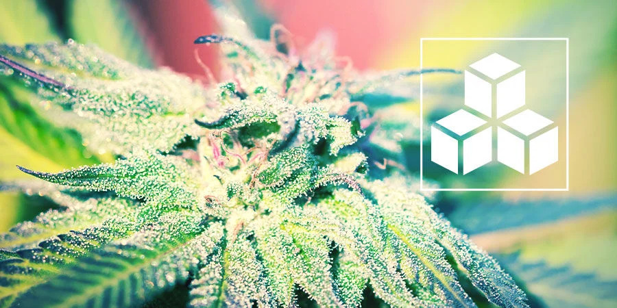 Using Extra Sugar For Your Cannabis Grow